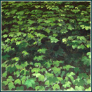 Detail Laubsofitte Innsbruck