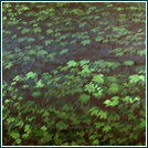 Malerei für Innsbrucker Festspiele der alten Musik