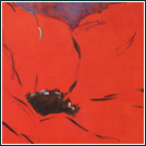 Mohn, Acryl auf Leinwand 30 x 30