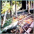 Detail Wandmalerei im Schloss Trautenfels 